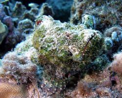 Devil scorpionfish - the underside of its pecftoral fins ... by Anel Van Veelen 